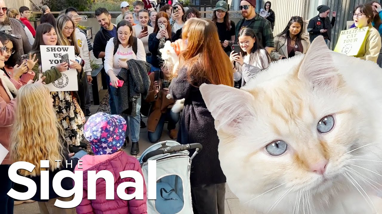 Mako the cat draws crowds at Halifax Cat Tour