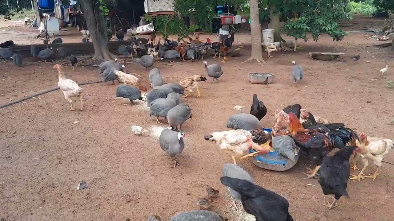 #olha aí que maravilha como é bom ver as criação🐔🐔🐔🐔🐔👏👏👏👏👏👏🙏🙏🙏🙏