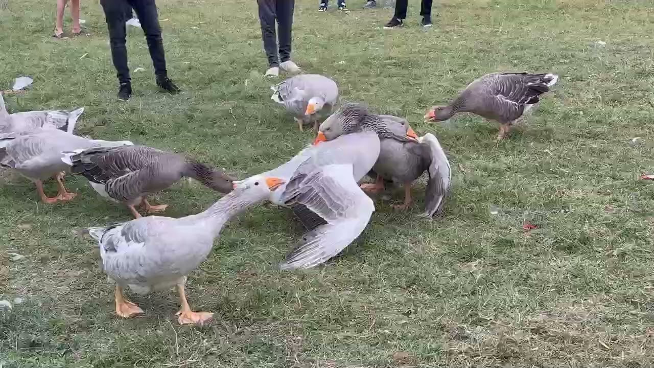 Guski borbi 👑 STRASNA ANAKONDA 👑vs SLADOLET NAKEREVISE ENIS IKERLE E MARDE 😂🤣
