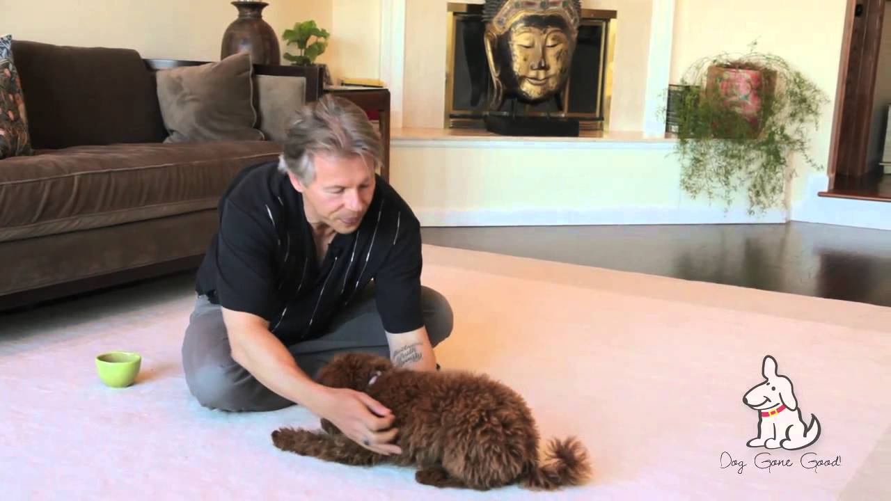 Teaching Down to a Puppy
