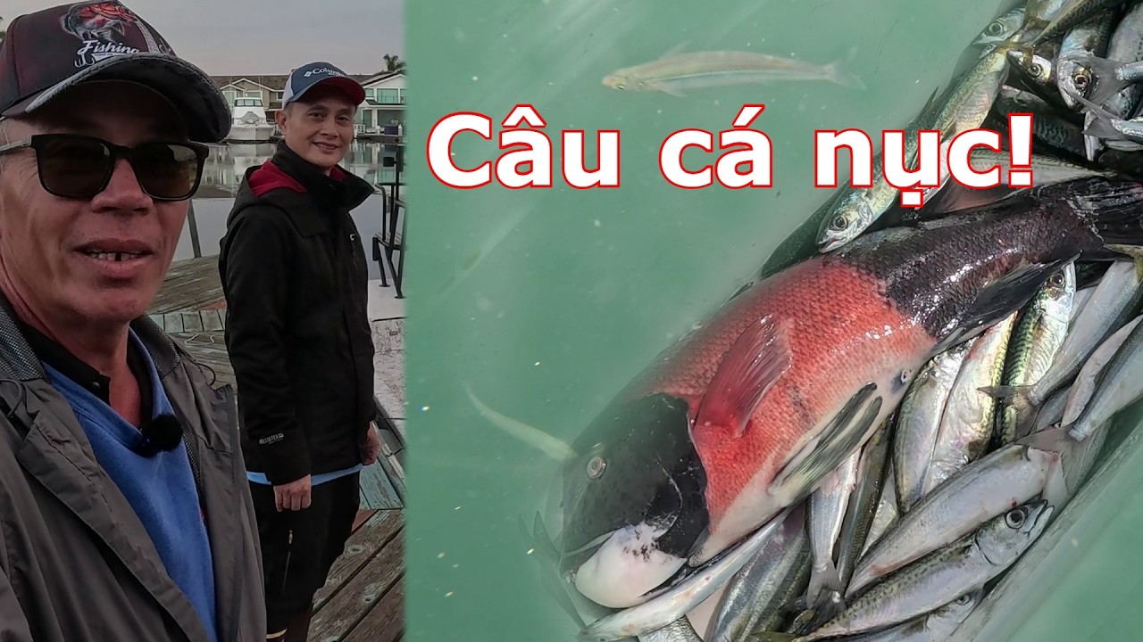 Câu cá nục cùng em Duy, về ăn cho Tết!