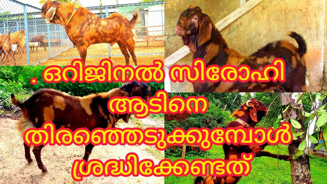 Sirohi Goats, ഒറിജിനൽ സിരോഹി ആടിനെ തിരഞ്ഞെടുത്താലോ ?