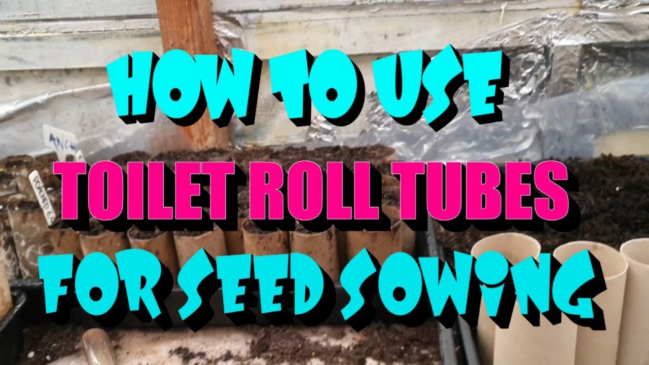 How to use toilet roll tubes for seed sowing
