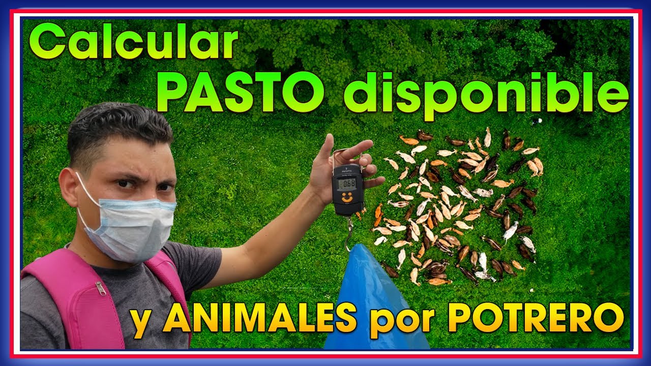 Cómo CALCULAR PASTO disponible y ANIMALES por POTRERO ǀ Ing. Jannin Hernández Blandón