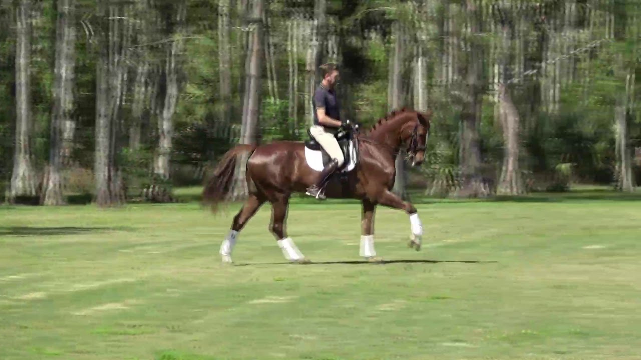 FEI Dressage horses for sale