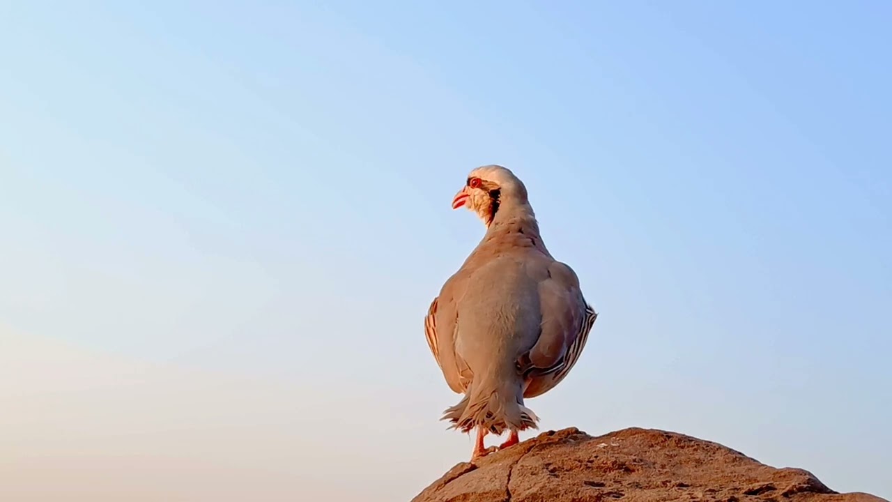 Chukar Partridge Wild Calling Sound#Chukar #WildChukar #ChukarCall #ChukarPartridge#MountainBird