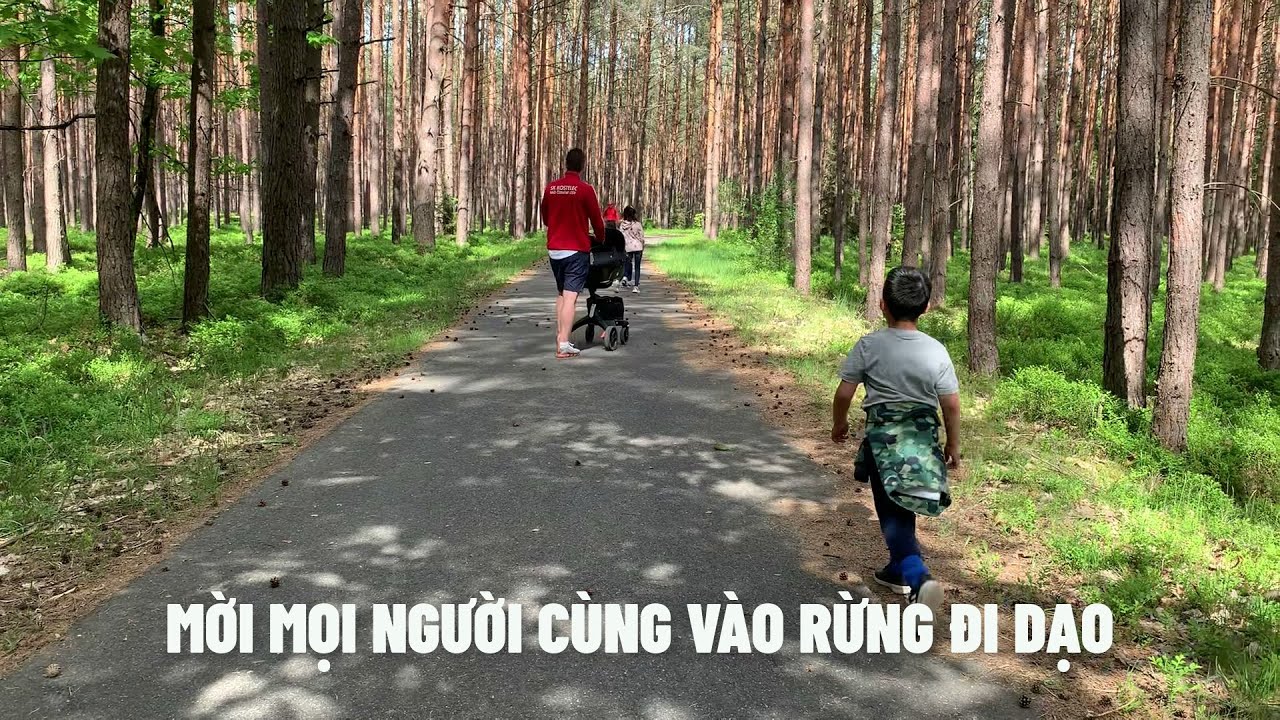 Cuộc Sống S&eacute;c - V&agrave;o rừng đi dạo | Rừng th&ocirc;ng ch&acirc;u &Acirc;u c&oacute; g&igrave;?