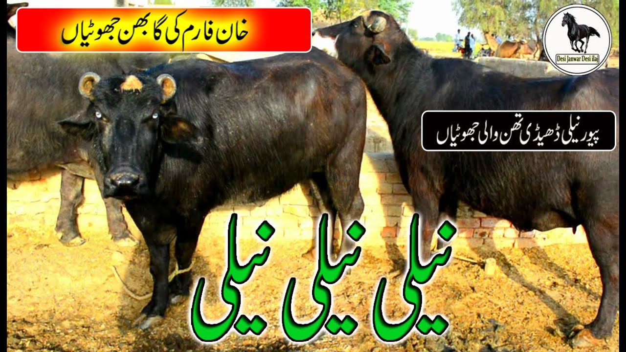 Pure nili jhotiyan | Pakpattan , bahawalnagar khan farm |नीला झूठ |desi janwar desi ilaj