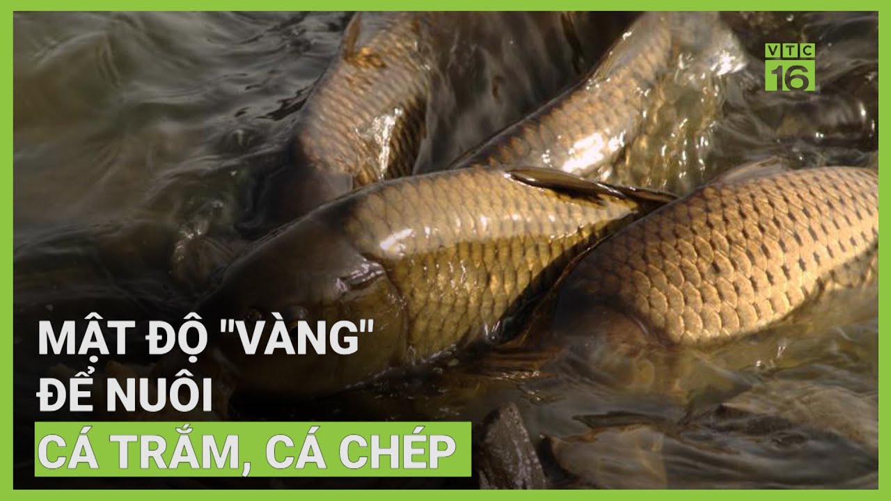 Mật độ 