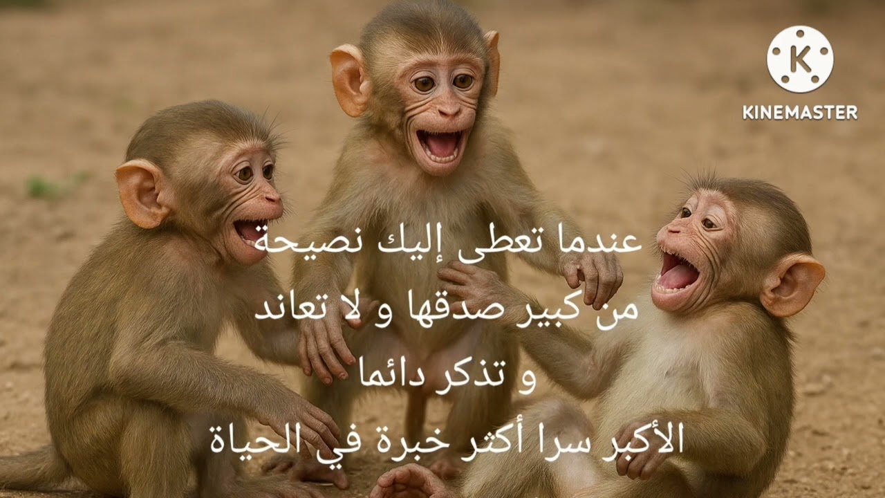 على لسان الحيوان 16 : تهور القردة 
