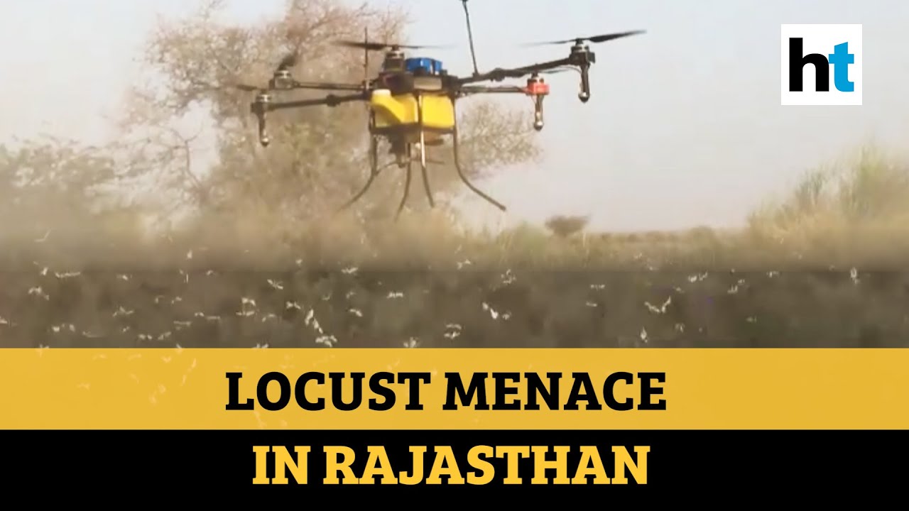 Watch: Drones spray pesticides to ward off swarm of locusts in Rajasthan