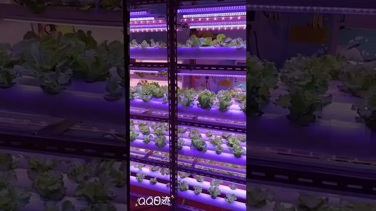 Vertical Farming with LED grow light from Ecospeed www.ecospeedled.com