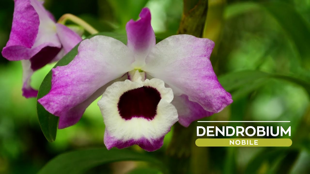 Orquídea Dendrobium nobile | Secretos para un excelente cultivo