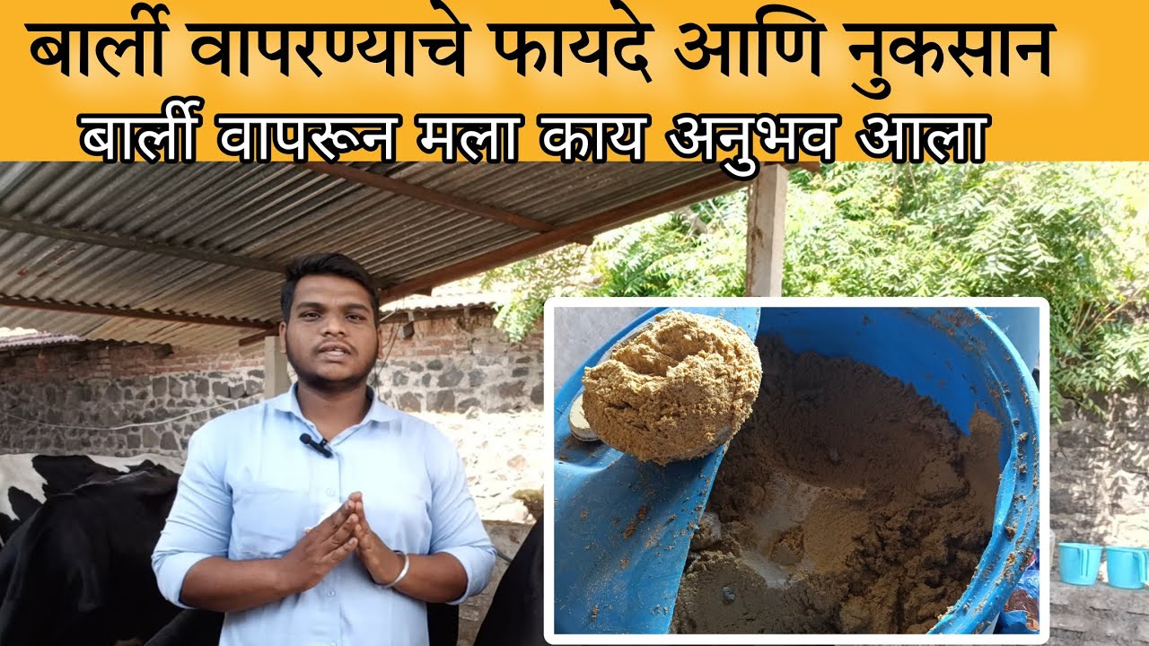 बार्ली वापरण्याचे फायदे आणि नुकसान | बार्ली वापरून मला काय अनुभव आला | बार्ली कशी वापरली पाहिजे |