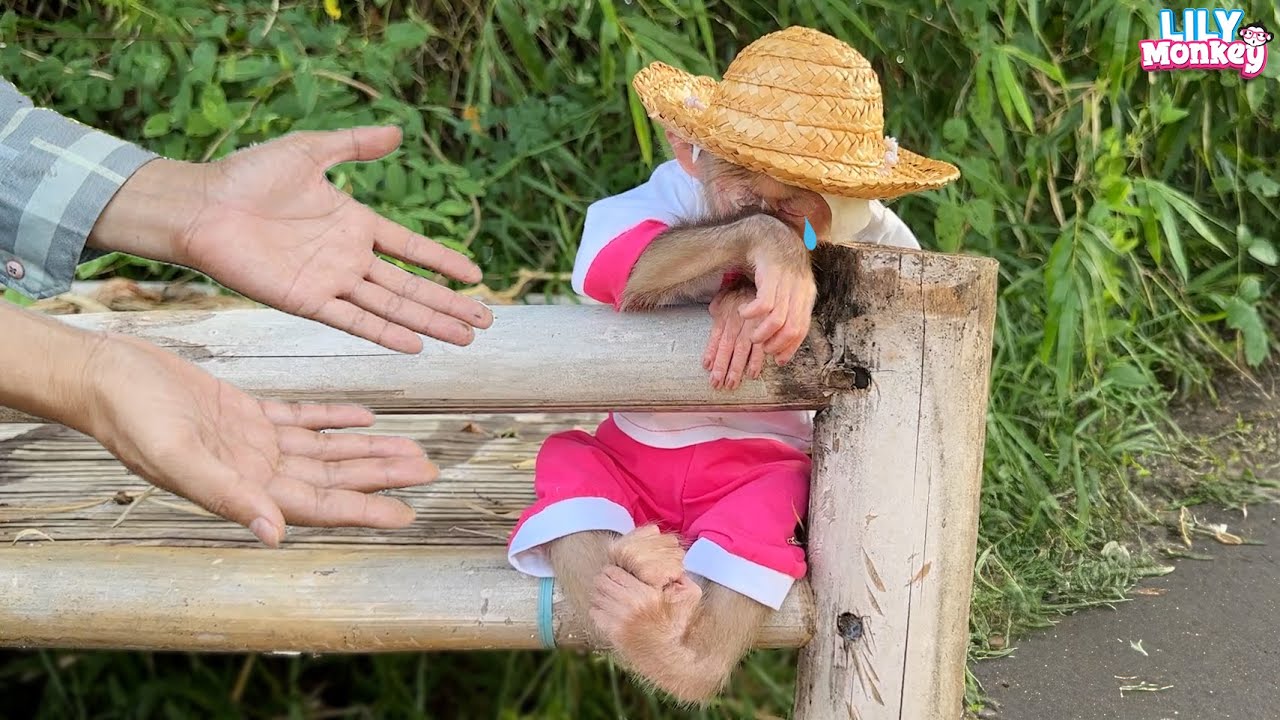 OMG! Lily wanders under the scorching sun to find dad even though she's sick...| Lily's story
