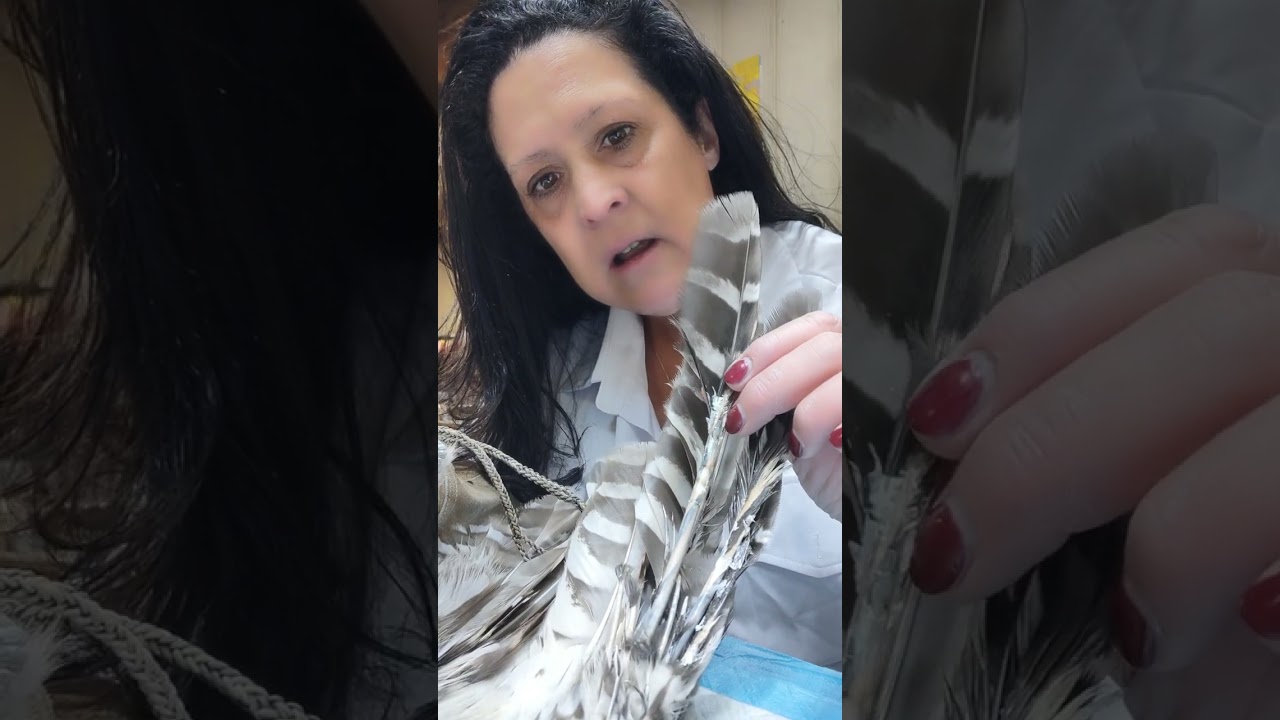 Owl Feather care for Edward, the Barred Owl