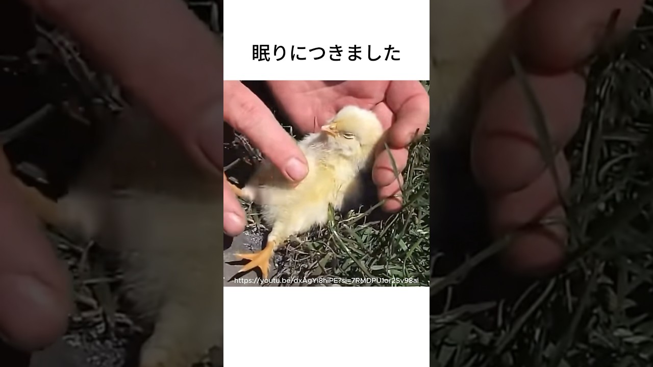 ひよこの寝かしつけ #動物雑学 #動物図鑑 #ヒヨコ