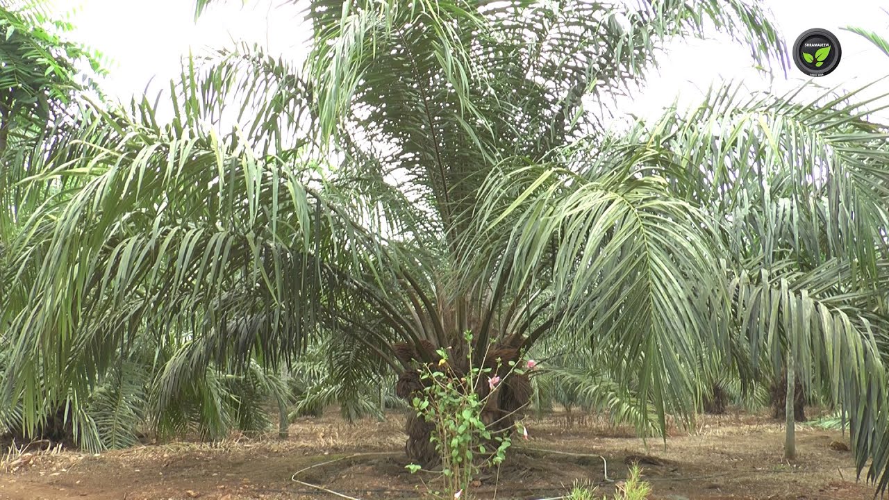 ತಾಳಿಕೊಂಡವನ ಕೈ ಹಿಡಿವ ತಾಳೆ ಬೆಳೆ | Oil Palm Cultivation