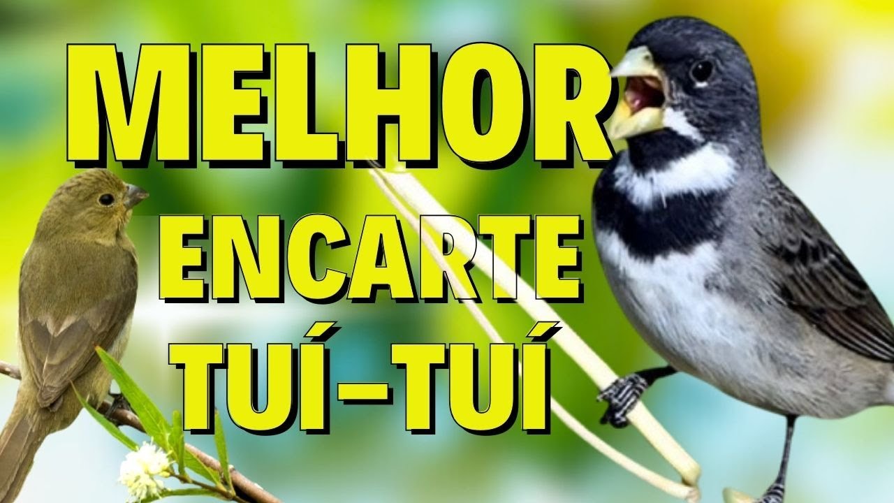 🔴MELHOR CANTO DE COLEIRO TUI TUI PARA ENCARTE 🔴🔴ÁUDIO COM FÊMEA LOUCO CHAMANDO🔴TURBINE SEU PARDO🔴