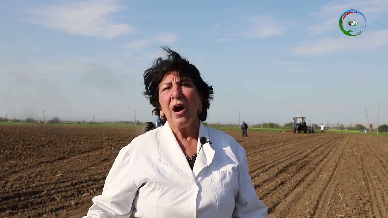 BM və TB ETI-nin mütəxəssisinin  pambıqdan bol məhsul əldə etmək üçün  məsləhətləri.