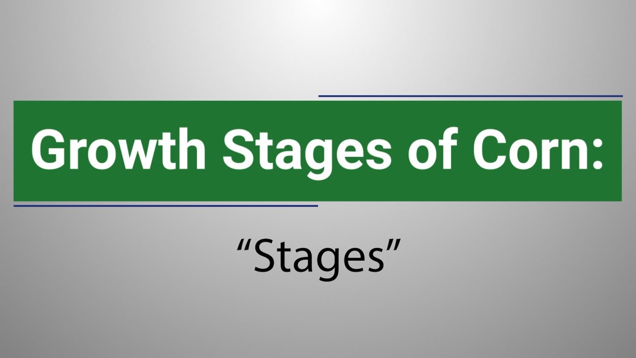 Growth Stages of Corn: Stages