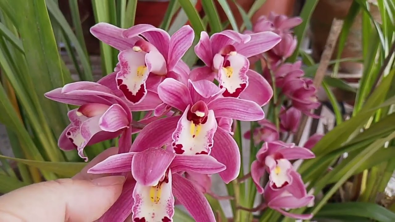 Cymbidium Orchid Care tips and update in february  (सुनाखरी फुल) #orchid #flower #cymbidium #garden