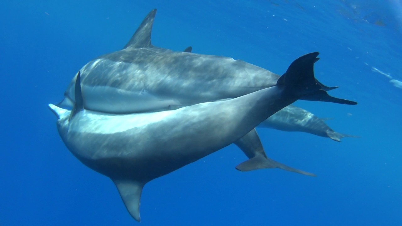 Spinner dolphin coupling