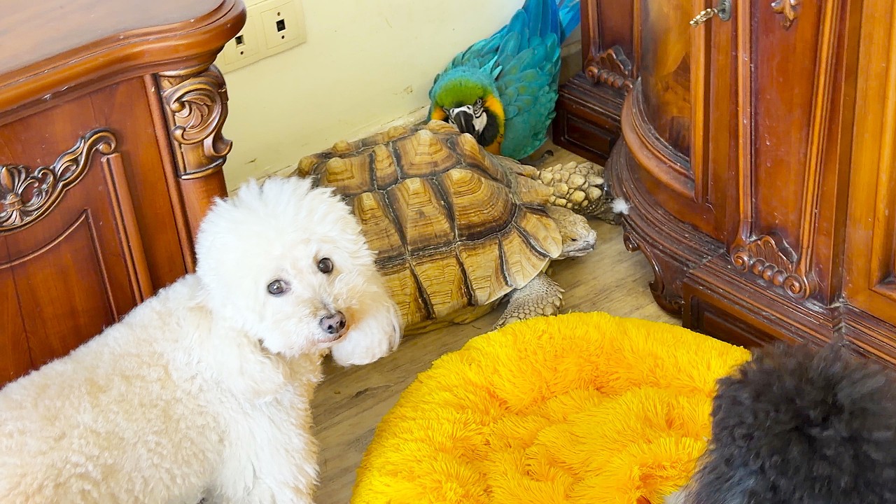The dogs want to take the turtle from Baron the parrot. Собаки хотят у попугая забрать черепаху.