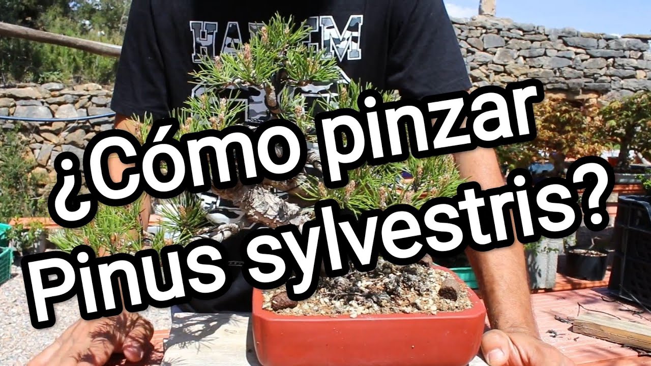 Como pinzar el pinus sylvestris bonsai
