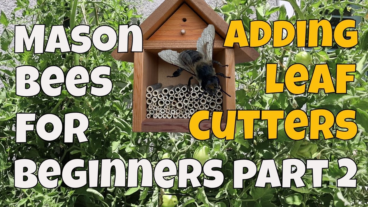 Mason Bees For BEGINNERS Part 2 – Introducing Leafcutter Bees🐝