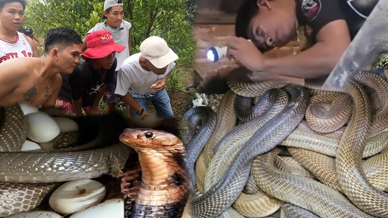 KUMPOL KUMPOL NA LUNGGA NG COBRA SOBRANG DAMI NG NAKUHA