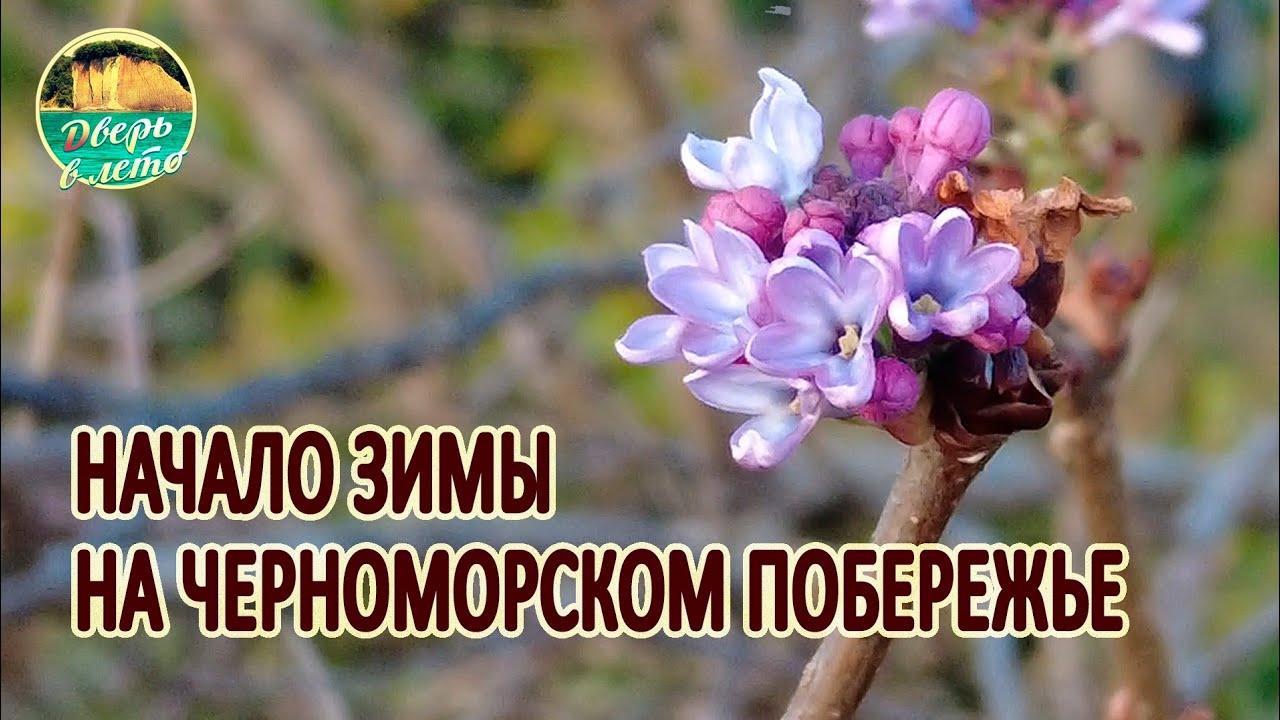 Начало зимы на Черном море