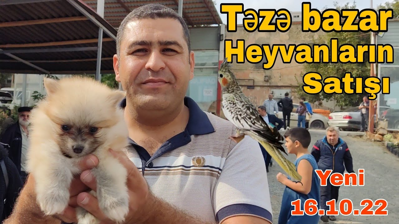 Təzə bazar Heyvanların #it #qus #satis #mubarizemintv