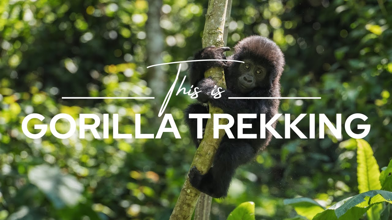 Gorilla Trekking, Uganda & Rwanda | Safari365