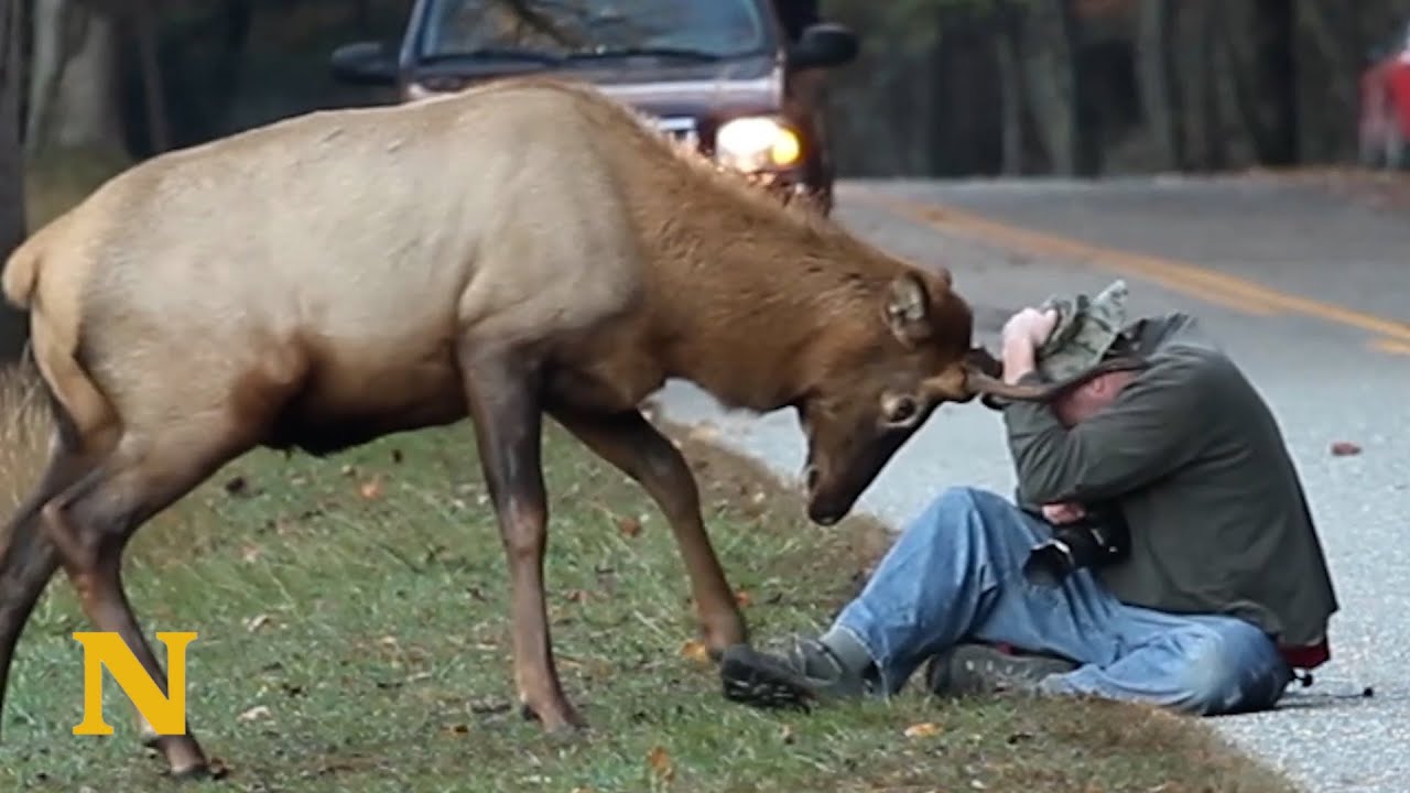 Photographer Has Intense Encounter With Elk