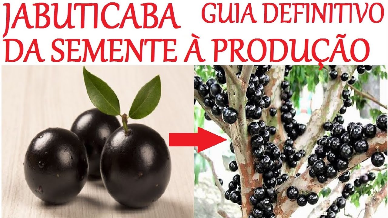 Especial Jabuticaba da Semente à Produção em 2 anos! (guia definitivo)