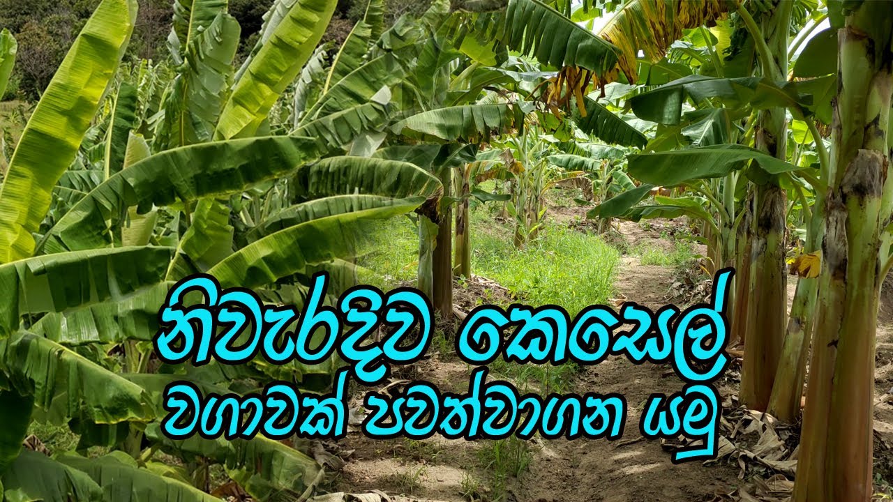 කෙසෙල් කොටුවක් නිවරදිව පවත්වාගෙන යමු / kesel wagawa / Banana cultivation / කෙසෙල් වගාව මුල සිට