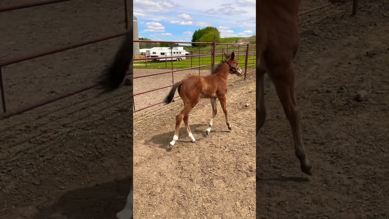 Proof Im A Spook “ Kat” 3 Weeks Old