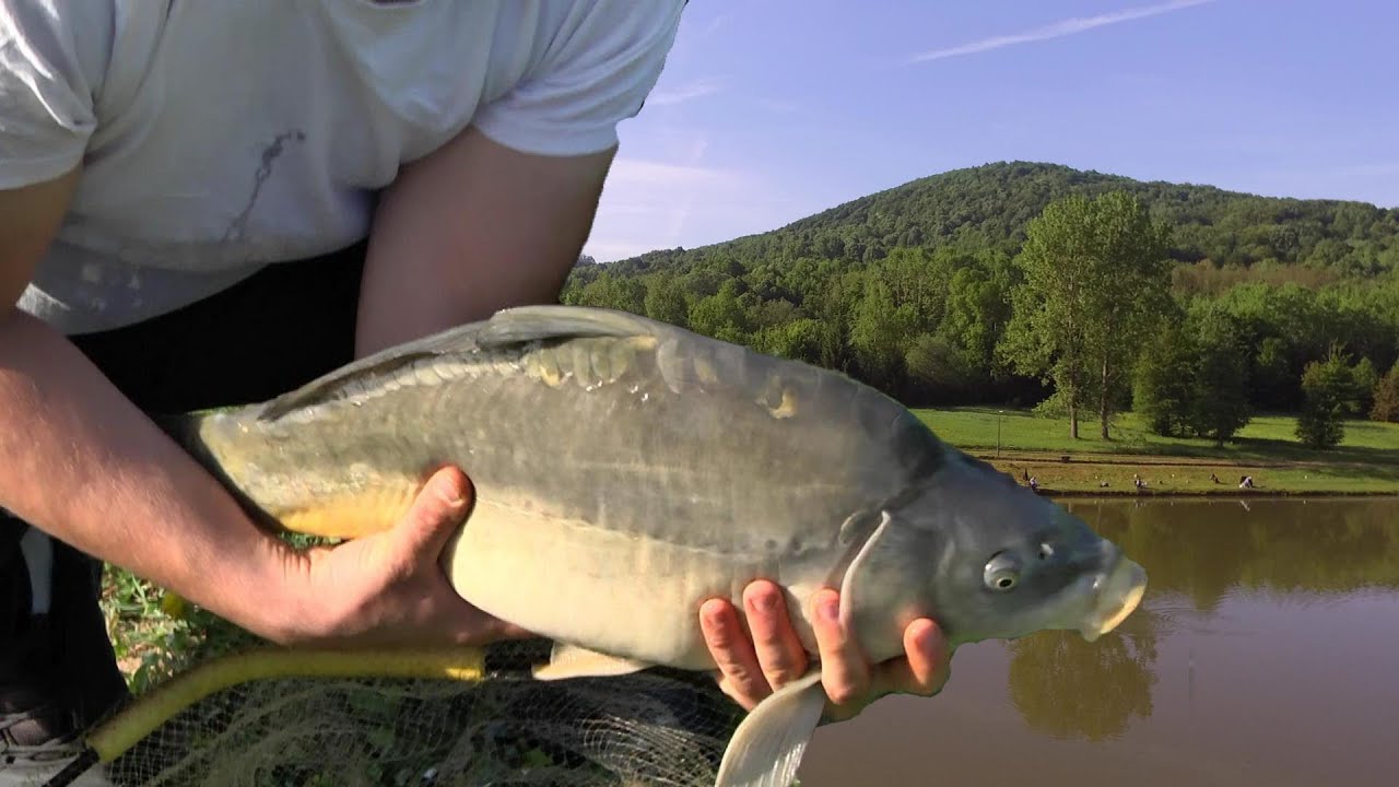 Feeder takmičenje 