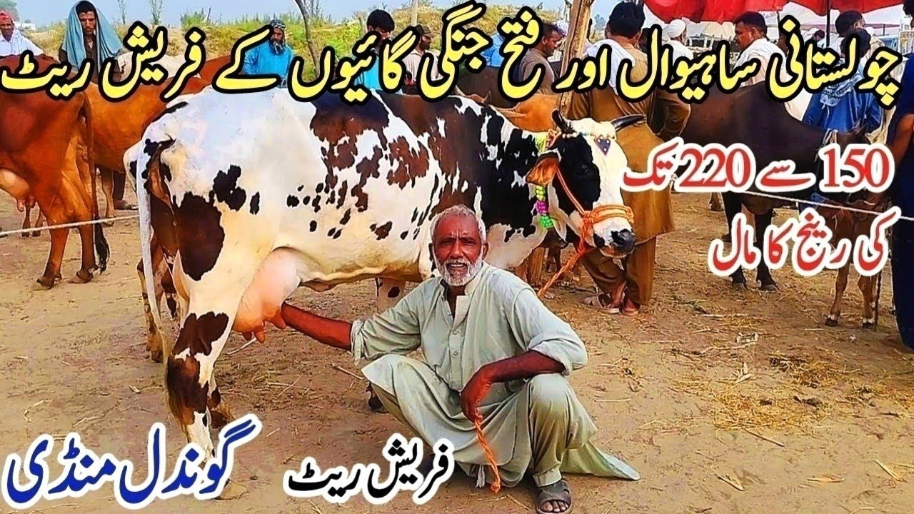 Gondal Mandi latest update 21 Aug 2025!best Sahiwal cow for sale!jersey cow sale in Punjab!#cow