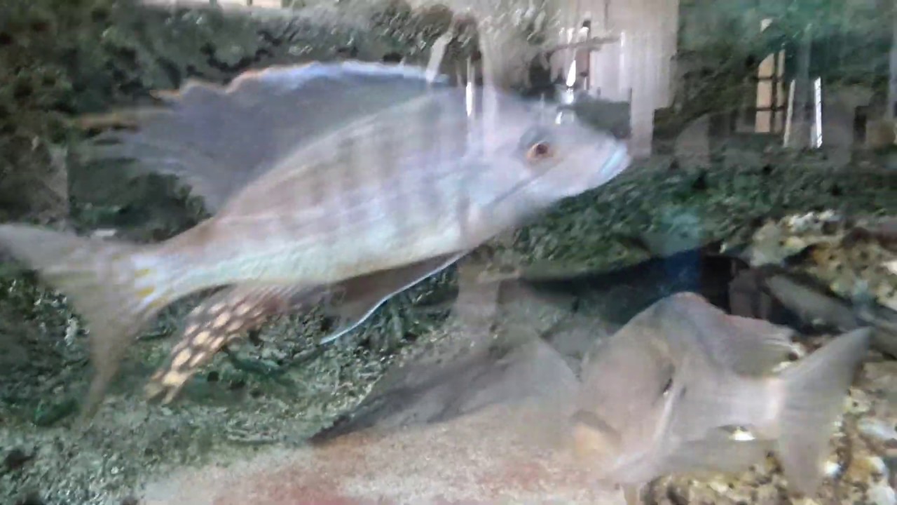 MALAWI CICHLIDS|Taeniolethrinops furcicauda| Sand siphon cichlids| CICLIDI DEL LAGO MALAWI| Aquarium