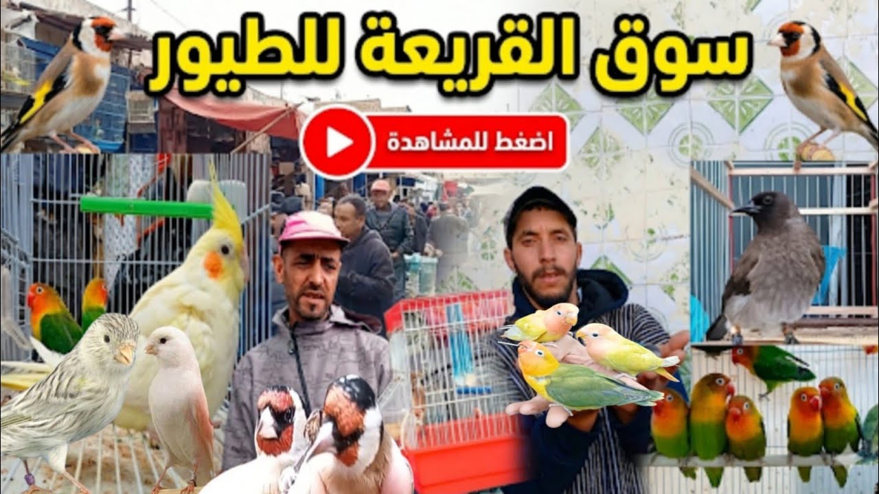 سوق القريعة الطيور 💥 الدار البيضاء 🦜 عشاق طيور أجي نتولعو 👍