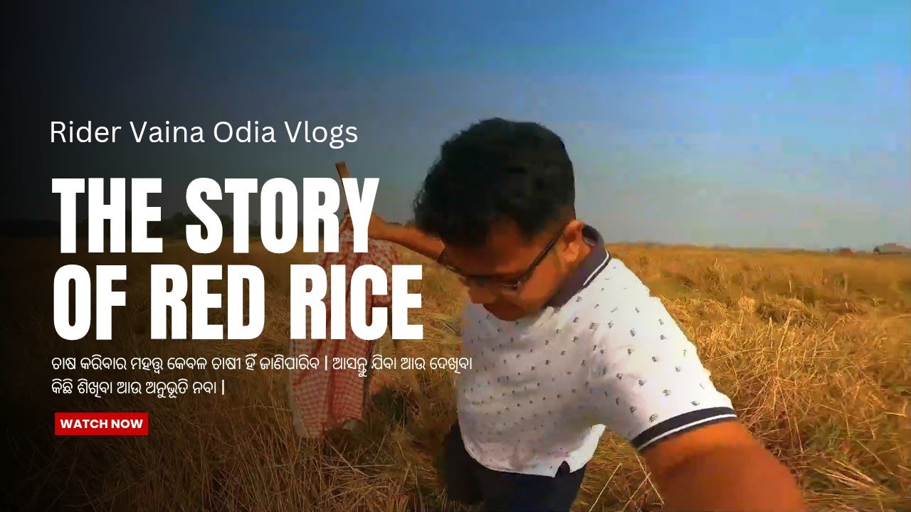 The Story Of Red 🌾 Rice 🍚 | Dhana କାଟିବା Asa।।