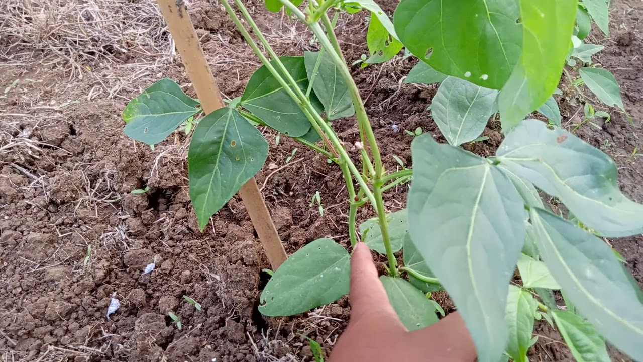 review perkembangan kacang panjang setelah satu minggu potong tunas utama