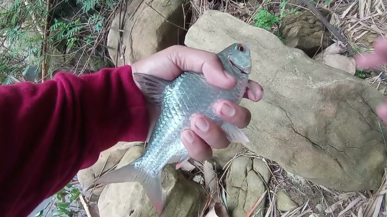 TERBARU ‼️ MANCING TAWES DAN PISCOKBAS DI WADUK JATILUHUR PURWAKARTA ‼️