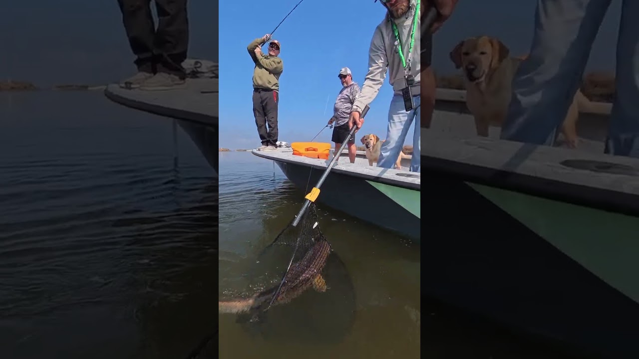 MONSTER Redfish on light tackle 