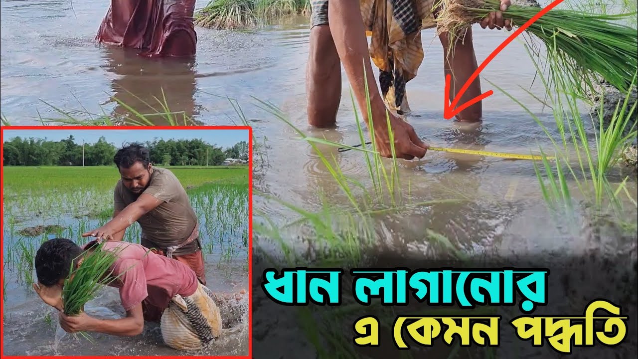 ধান লাগানোর নতুন পদ্ধতি! 😎