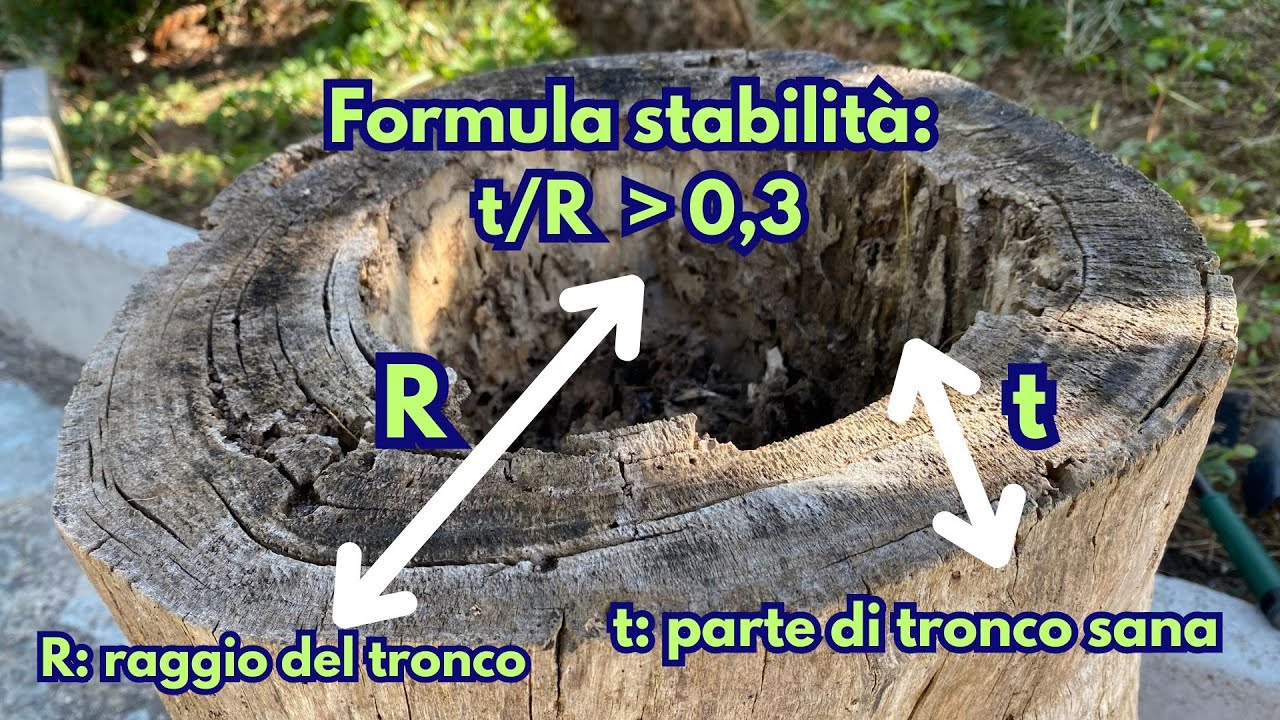 Come fare a prevenire la caduta degli alberi -  Valutazione stabilità degli alberi - Caduta alberi