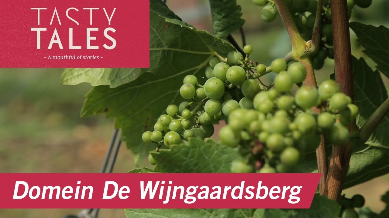 DOMEIN DE WIJNGAARDSBERG (Ulestraten) • Winemaking in South Limburg •  Tasty Tales
