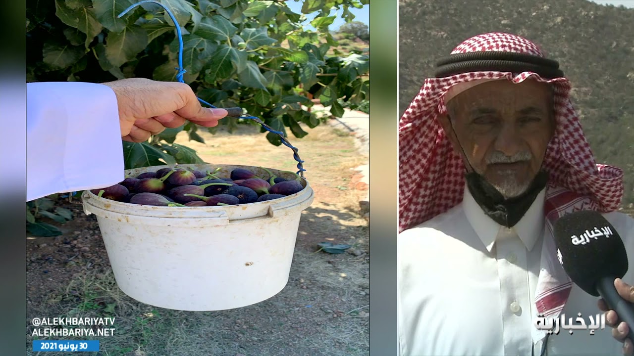 مزرعة الطلحي 